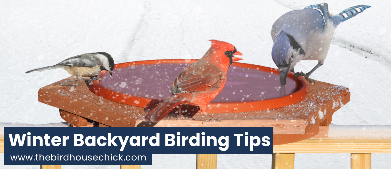 5 Tips to Keep Your Feathered Friends Happy All Winter Long