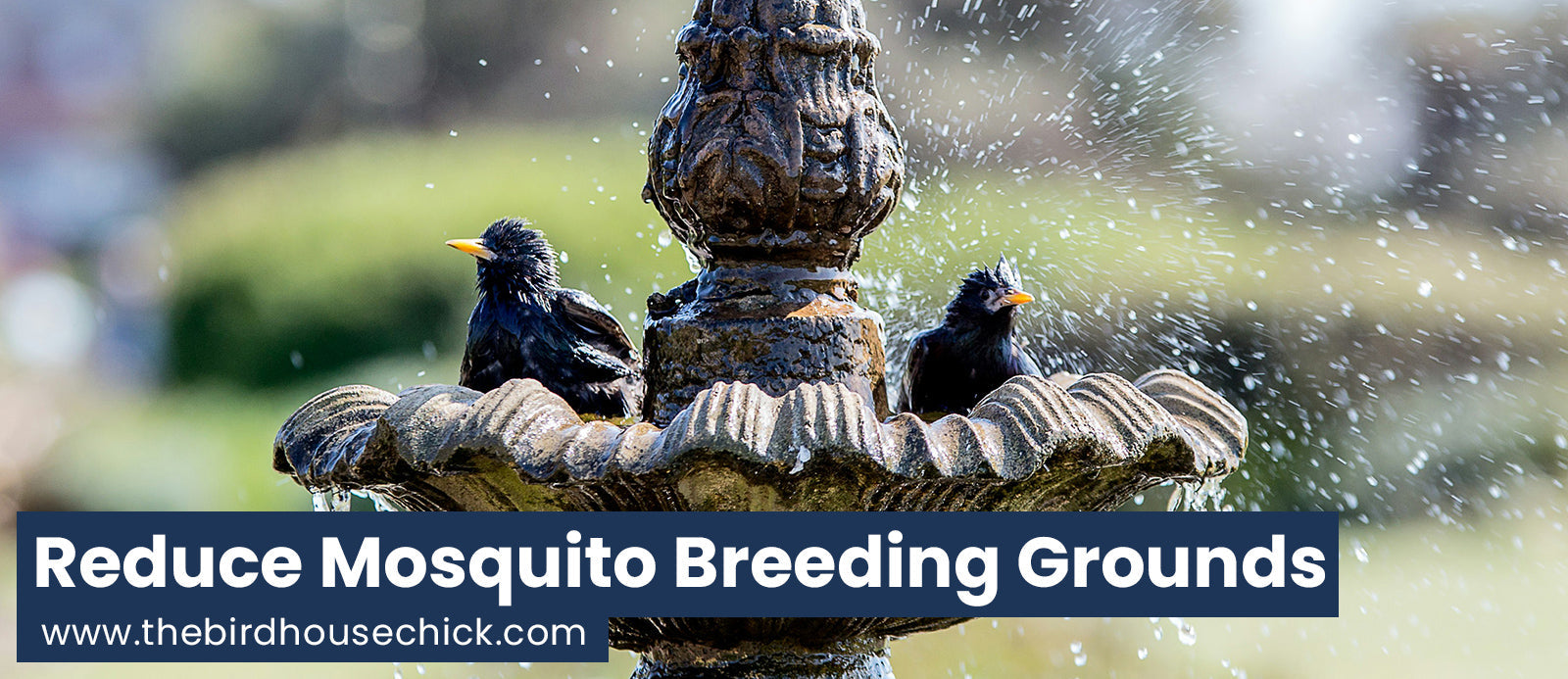 Another Reason to Keep Water Moving in Your Bird Bath: Zika!