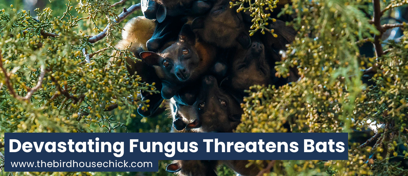 Bats and White Nose Syndrome