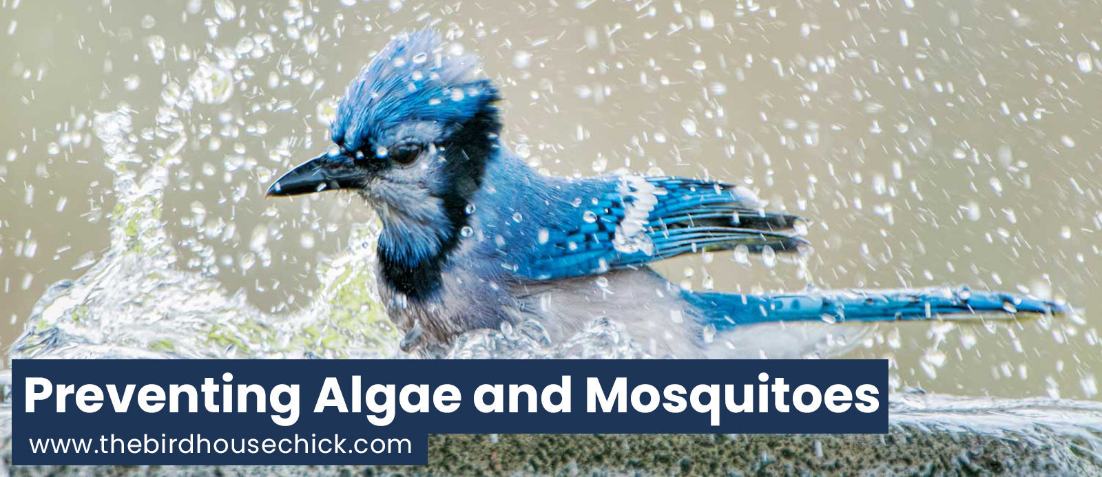 Bird Bath Cleaning Tips to Prevent Algae and Mosquitoes