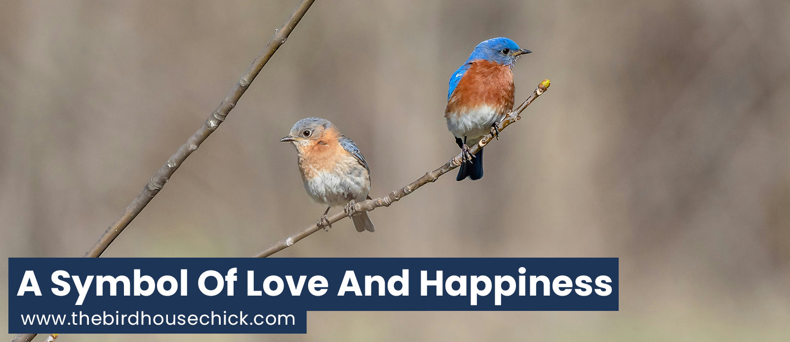 Bluebird Info and Tips