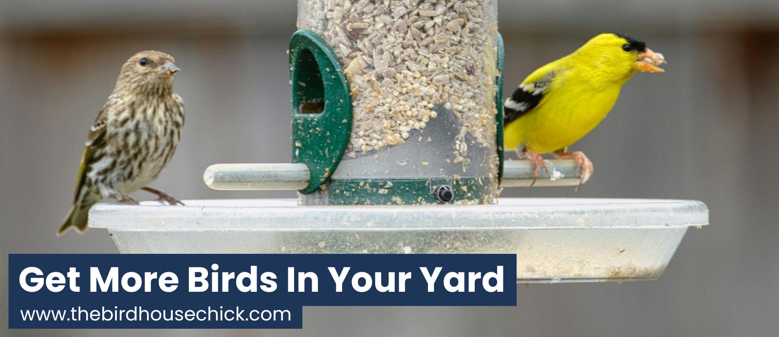 How to attract more birds.