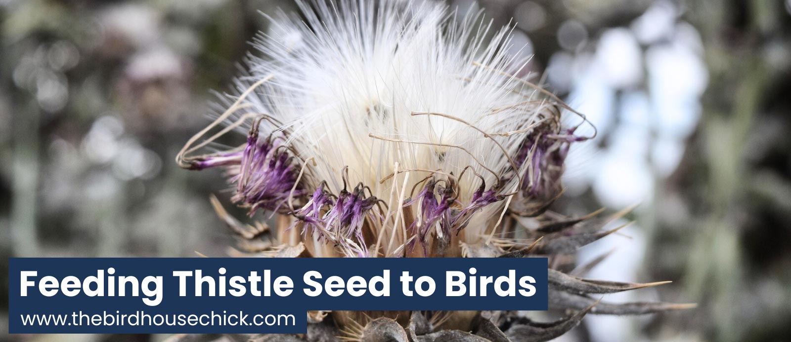 Thistle seed for birds.
