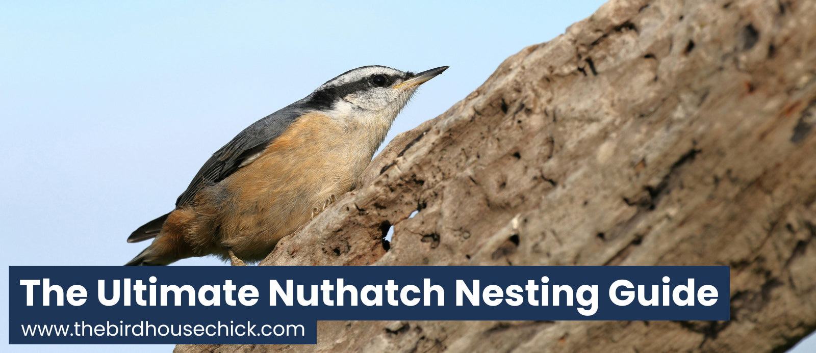 Where do nuthatches nest.