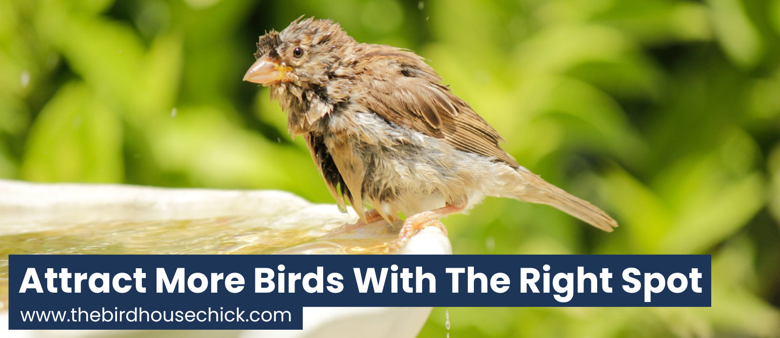 Where to place a bird bath?