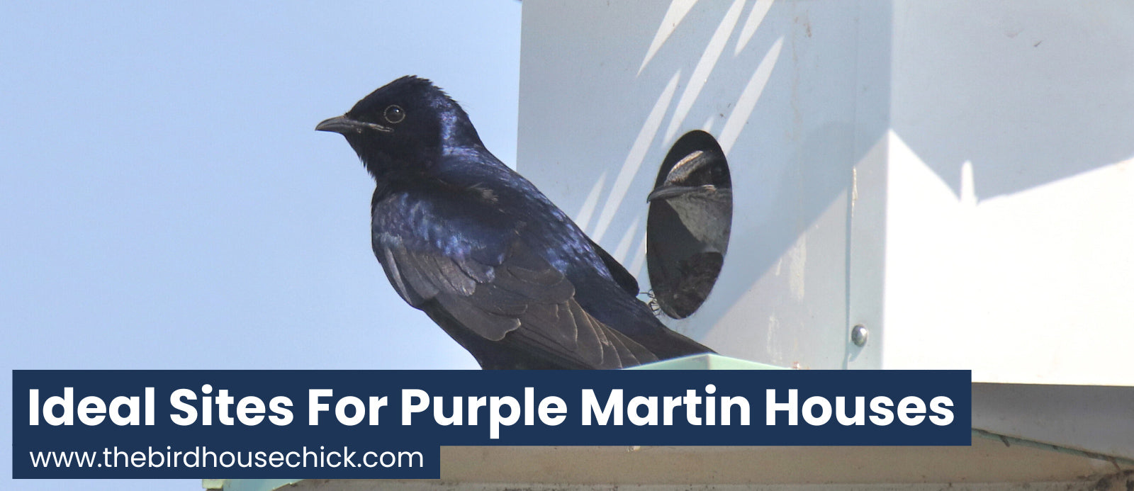Where to put a purple martin house?
