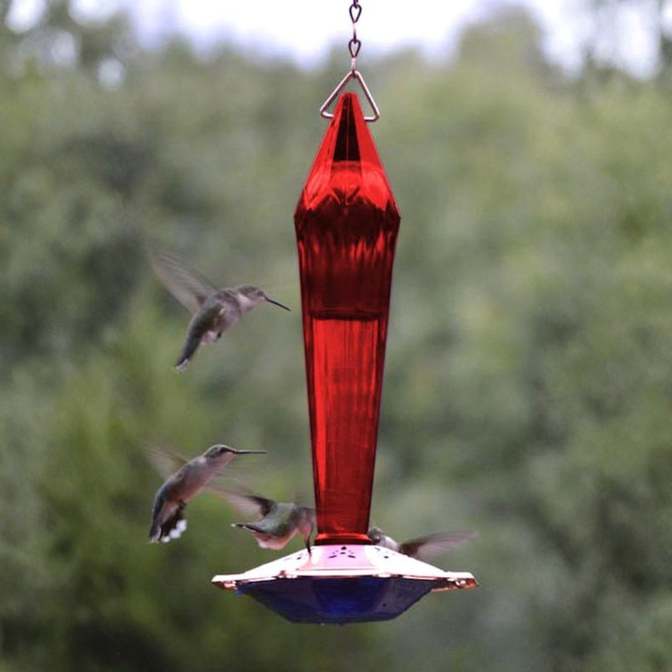 ruby red hummingbird feeder with hummingbirds flying around and blurred greenery background