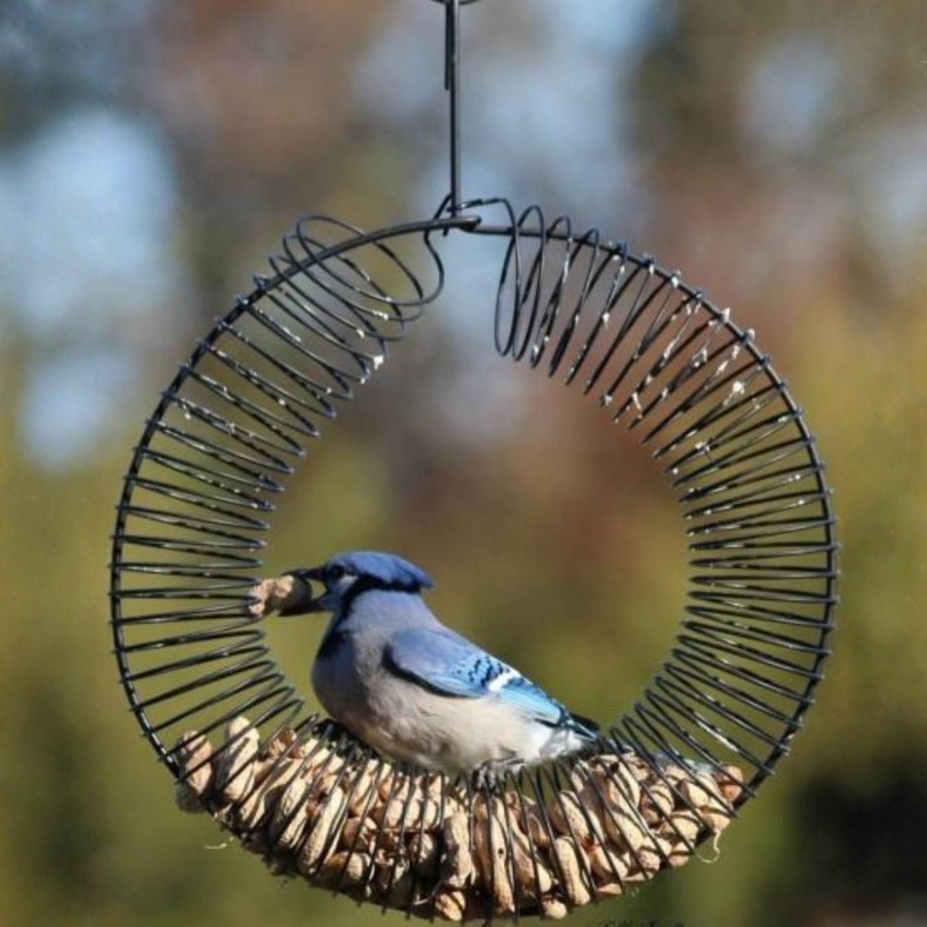 blue jay perched on whole peanut wreath feeder with blurred nature background