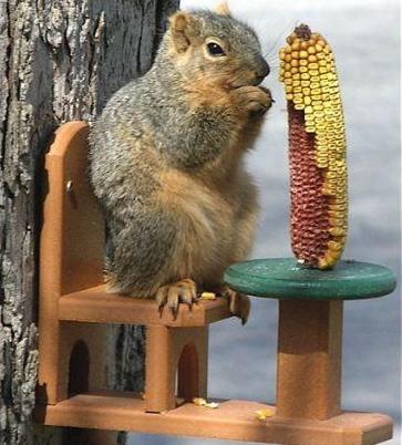 Squirrel Feeder with perched squirrel eating corn