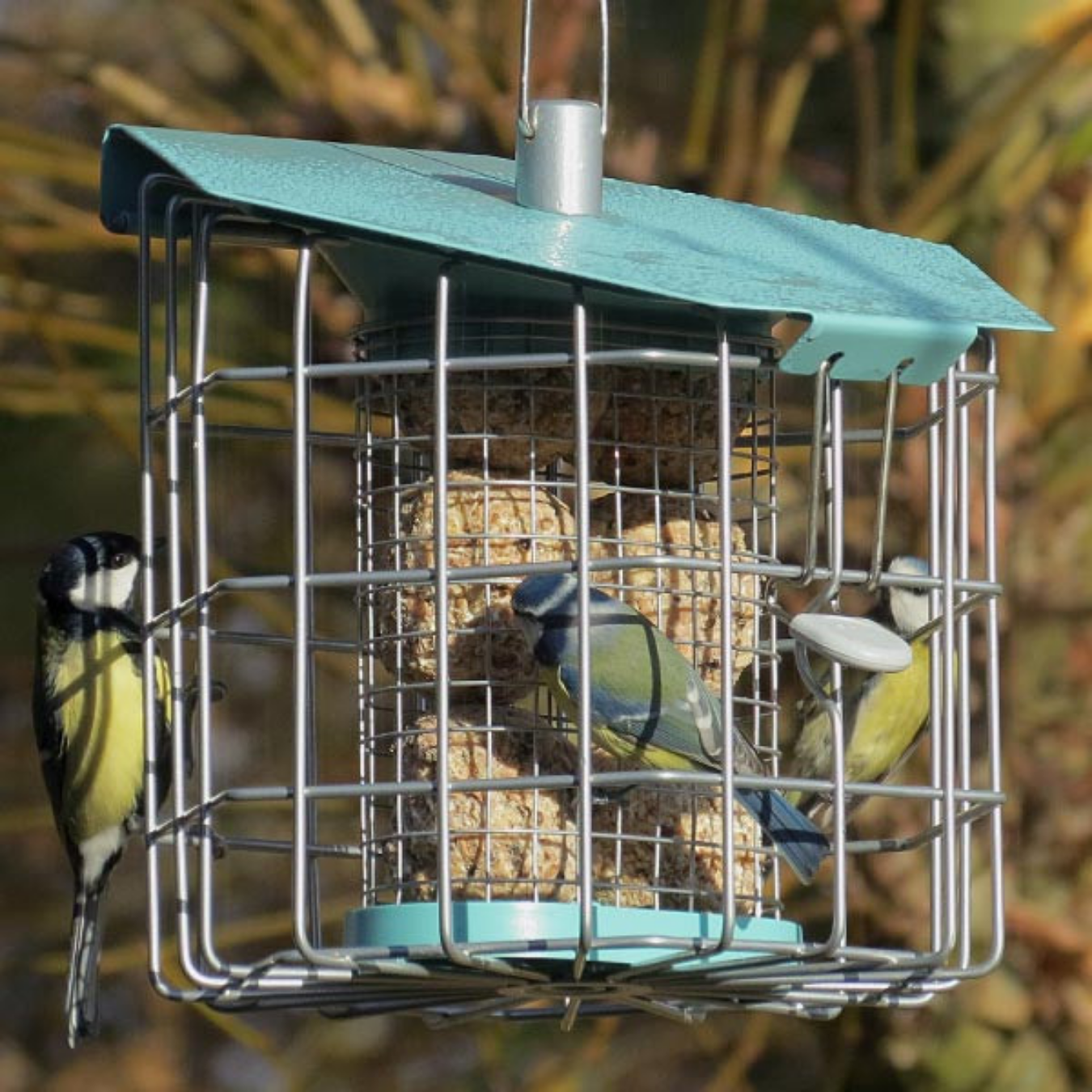 Nuttery Caged Suet Feeder – Durable and Secure Feeder for Suet Cakes with birds eating the suet