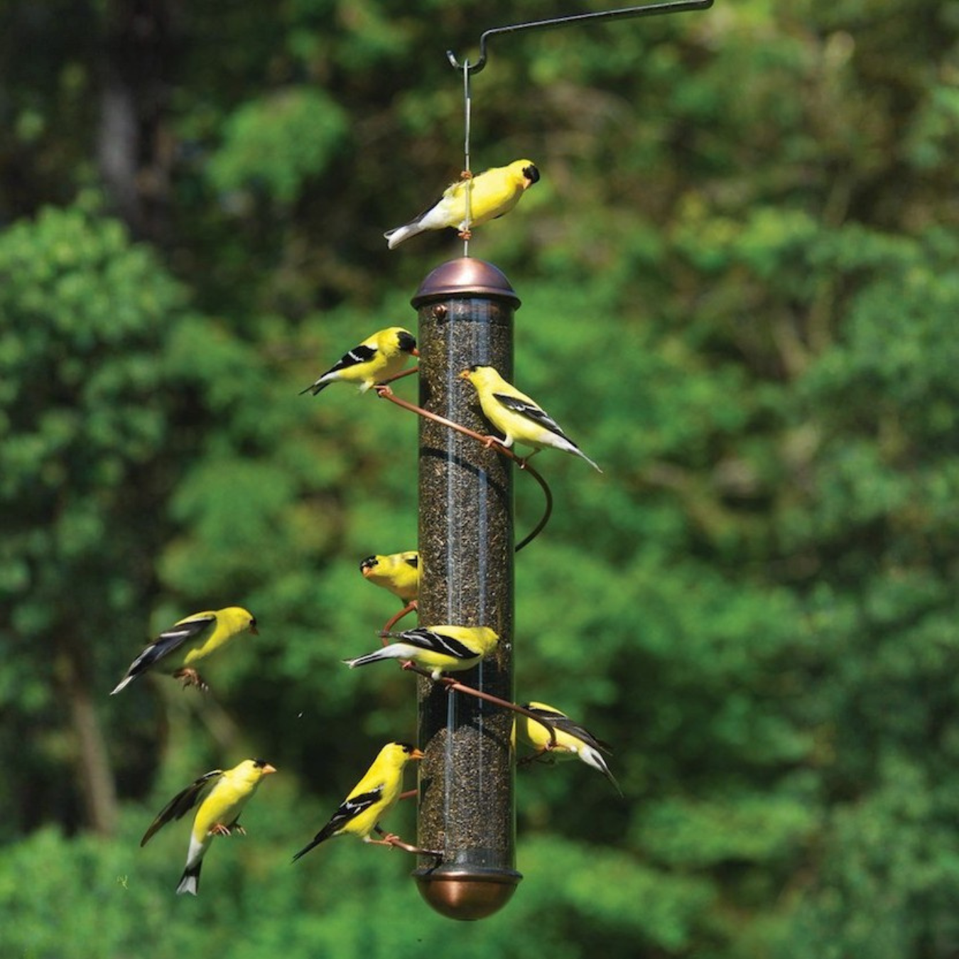 Copper Spiral Finch Bird Feeder with gold finch perched everywhere with greenery blurred background