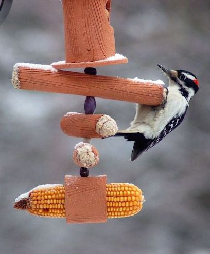 Suet Feeders for Birds