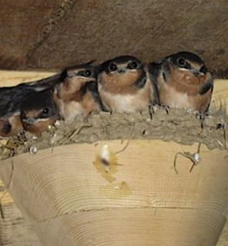 Nesting Materials, Roosts and Nest Cups