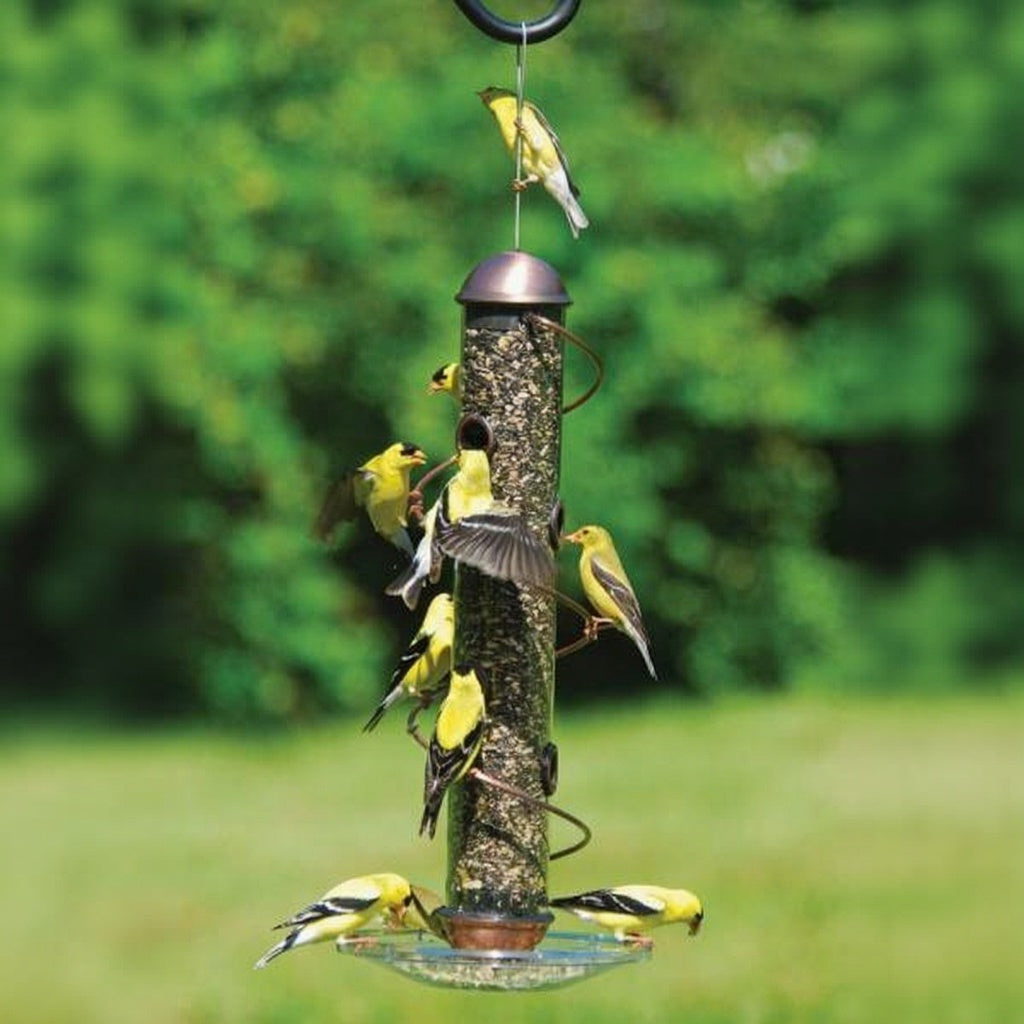 Birds perched on a bird feeder against a green outdoor background