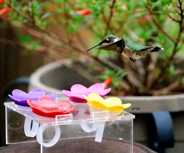 Hummer Ring Training Stand